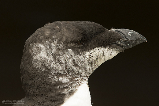 Zweijähriger Tordalk