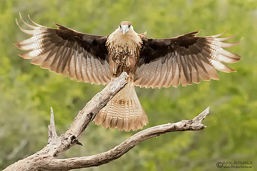 Jugendlicher Schopfkarakara