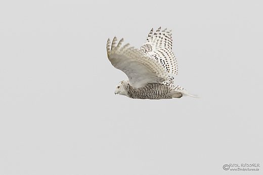 Schneeeule