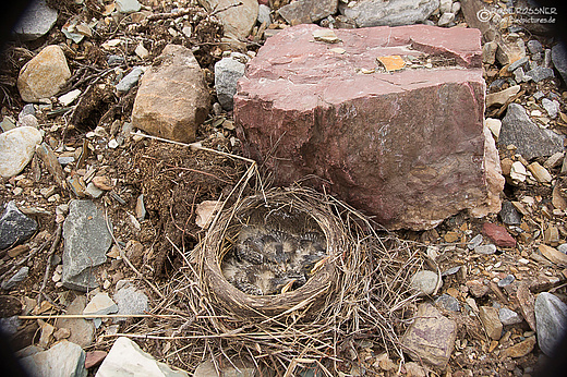 Wacholderdrosselnest