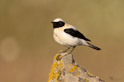 Maurensteinschmätzer