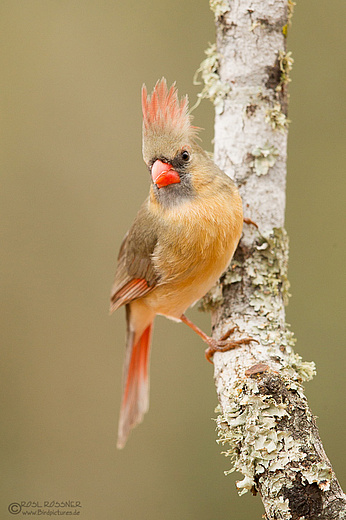 Weiblicher Rotkardinal