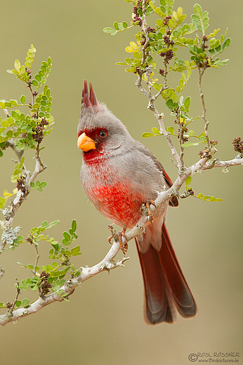 Männlicher Schmalschnabelkardinal