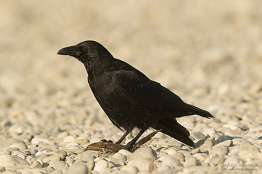 Rabenkrähe