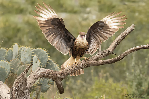 Jugendlicher Schopfkarakara