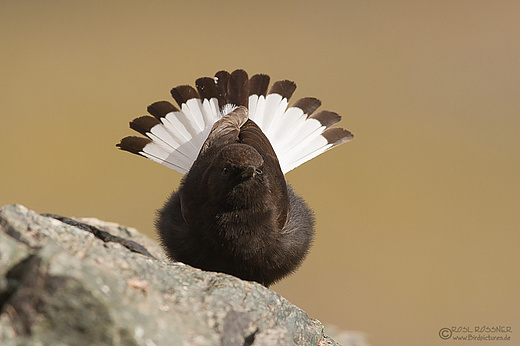 Trauersteinschmätzer