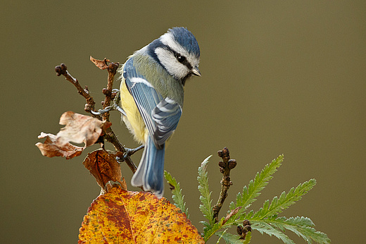 Blaumeise