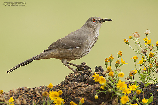 Krummschnabel-Spottdrossel