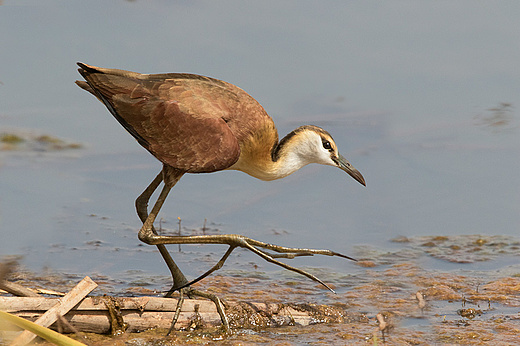 Blaustirn-Blatthühnchen