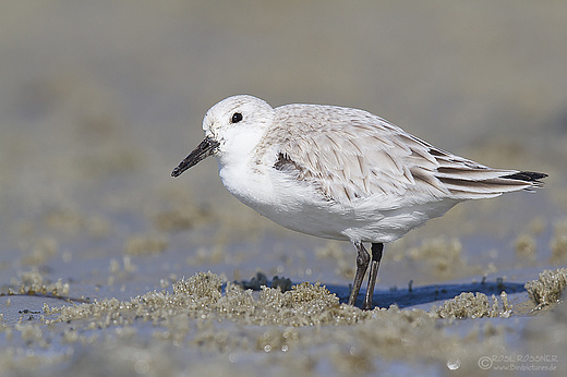 Sanderling