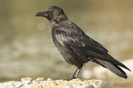 Rabenkrähe
