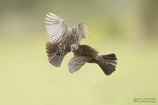 Rotschulterstärlinge