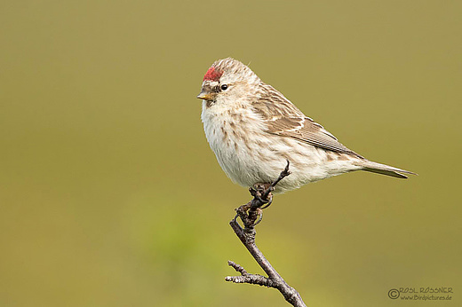 Weiblicher Polarbirkenzeisig