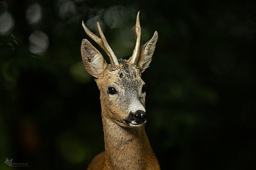 Rehbock