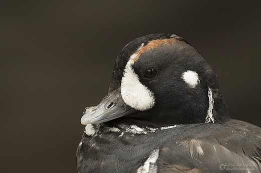 Männliche Kragenente
