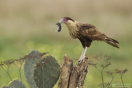 Caracara