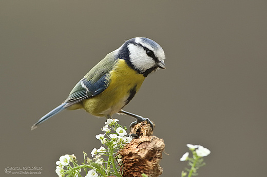 Blaumeise