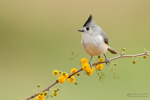 Schwarzhäubchenmeise