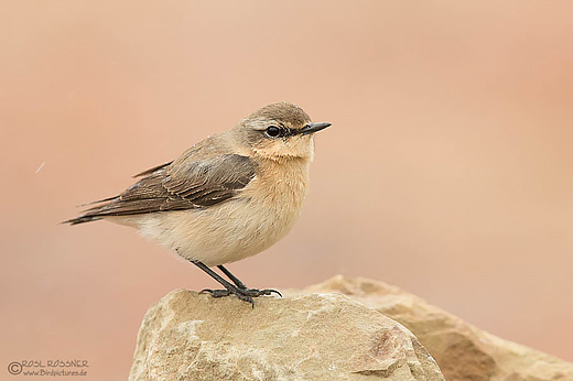 Steinschmätzerweibchen