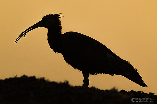 Waldrapp im Sonnenuntergang
