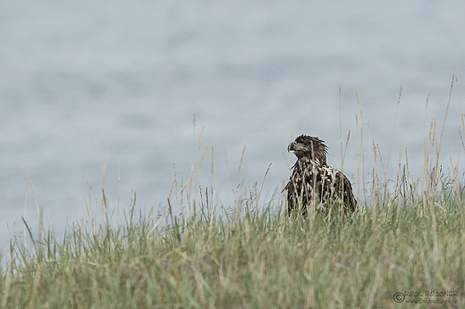 Europäischer Seeadler