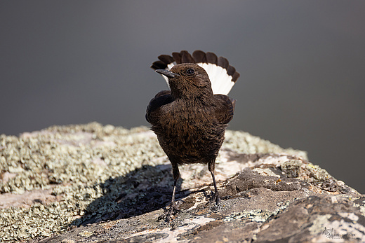 Trauersteinschmätzer