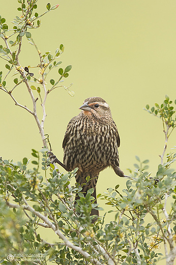 Rotschulterstärling
