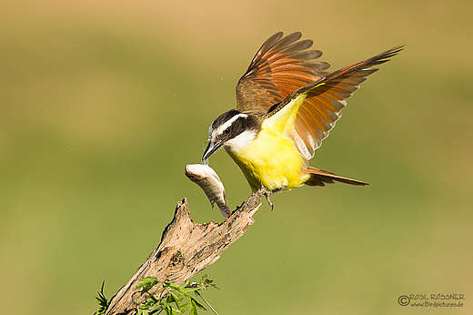 Schwefelmaskentyrann