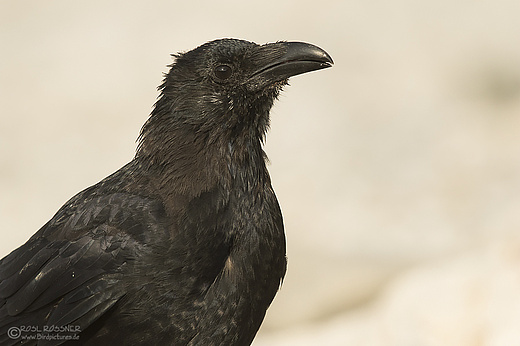 Rabenkrähe