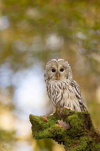 Habichtskauz