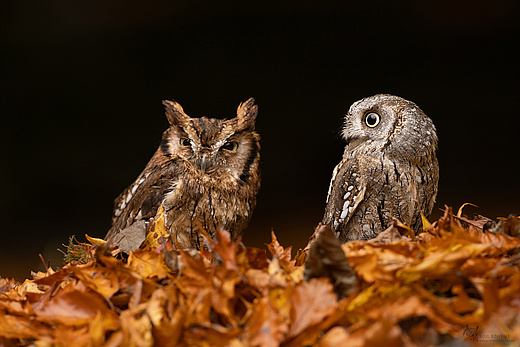 Cholibakreischeule und Zwergohreule