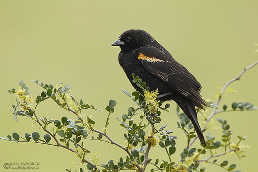 Rotschulterstärling
