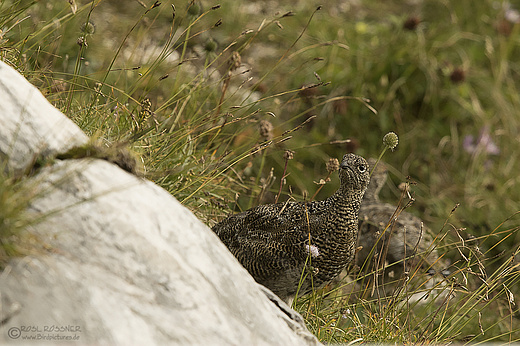 Alpenschneehuhn