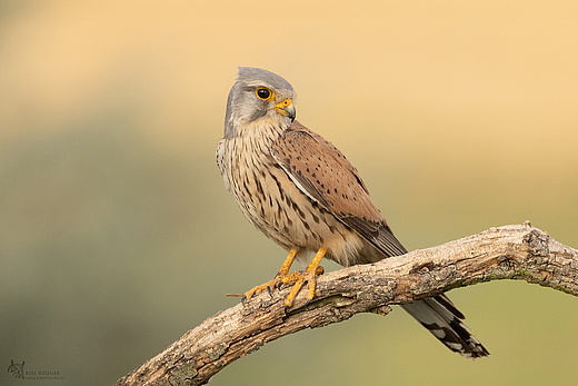 Turmfalke