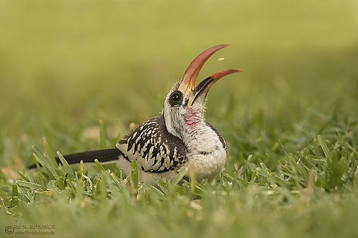 Westlicher Rotschnabeltoko