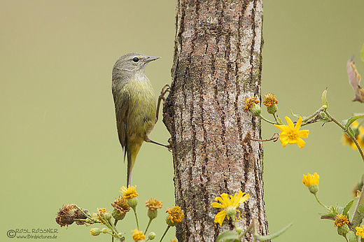 Orangefleck-Waldsänger