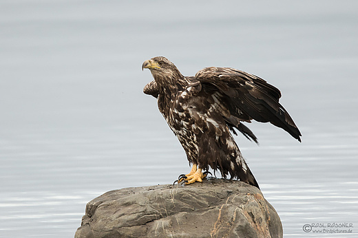 Europäischer Seeadler