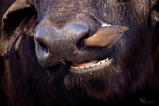 Rotschnabel-Madenhacker