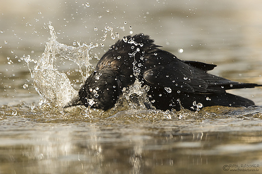 Rabenkrähe